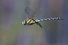 Aeshna mixta